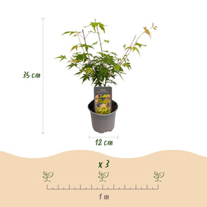 Livraison plante Acer palmatum Katsura – Lot de 3 – Pot 12 cm – Hauteur 35 cm