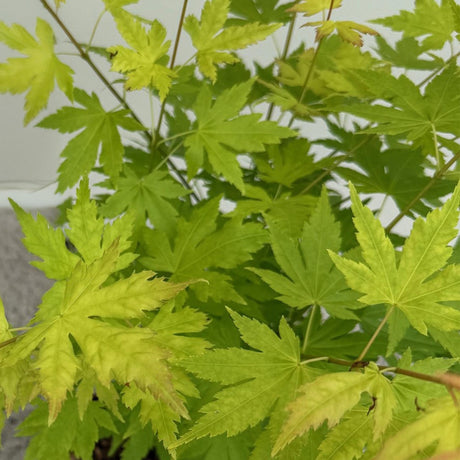 Livraison plante Acer palmatum Orange Dream – Lot de 3 – Pot 12 cm