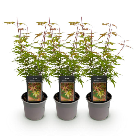 Livraison plante Acer palmatum Phoenix – Lot de 3 – Pot 12 cm