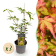 Livraison plante Acer palmatum Sangokaku – Lot de 3 – Pot 12 cm