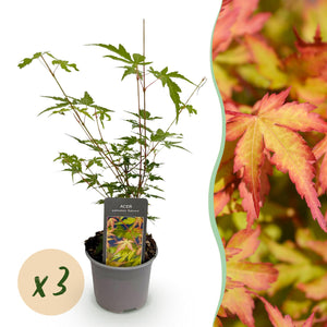 Livraison plante Acer palmatum Sangokaku – Lot de 3 – Pot 12 cm