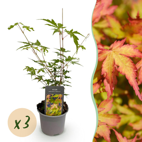 Livraison plante Acer palmatum Sangokaku – Lot de 3 – Pot 12 cm