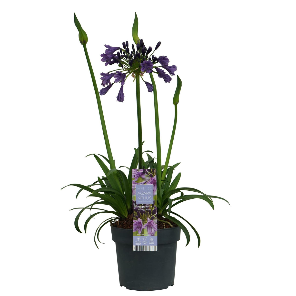 Livraison plante Agapanthe 'Poppin Purple' - ↨30cm - Ø19 - plante d'extérieur fleurie