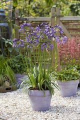 Livraison plante Agapanthe 'Poppin Purple' - ↨30cm - Ø19 - plante d'extérieur fleurie