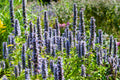 Hysope Anisée (Agastache) 'Black Adder'