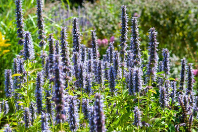 Hysope Anisée (Agastache) 'Black Adder'