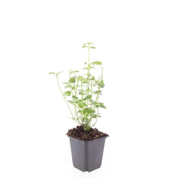 Livraison plante Agastache 'Black Adder'