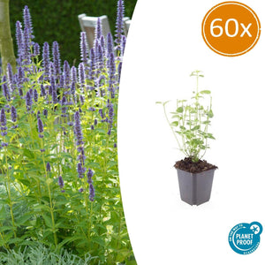 Livraison plante Agastache 'Black Adder'