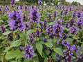 Agastache (Agastache) 'Blue Fortune'