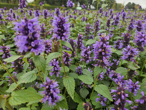 Livraison plante Agastache 'Blue Fortune'