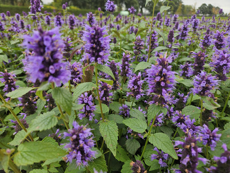 Livraison plante Agastache 'Blue Fortune'