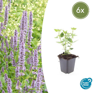 Livraison plante Agastache 'Blue Fortune'