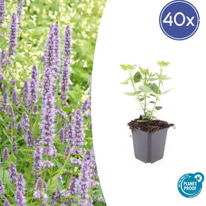 Livraison plante Agastache 'Blue Fortune'