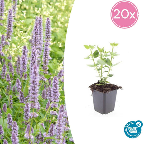 Livraison plante Agastache 'Blue Fortune'