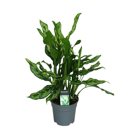 Livraison plante Aglaonema 'Miss Julliette'