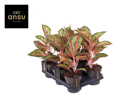 Livraison plante Aglaonema Paradise Red