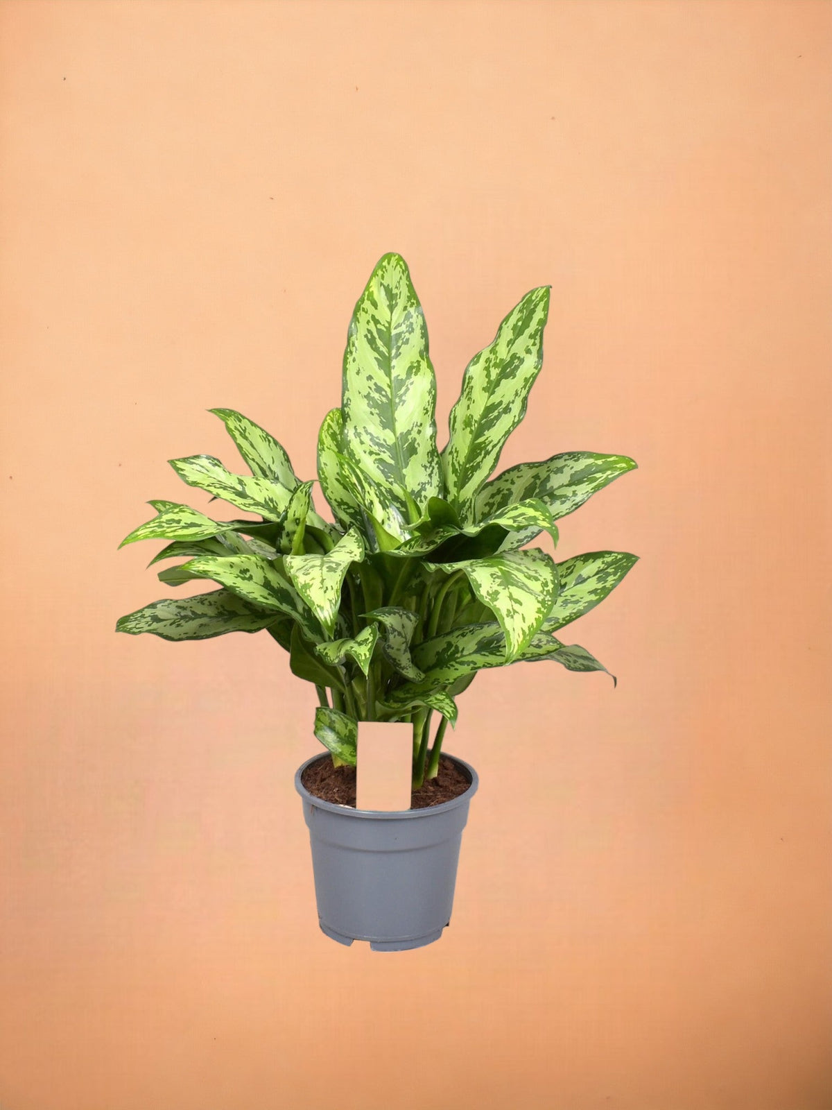aglaonema romeo Aglaonema Romeo
