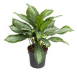 Livraison plante Aglaonema 'Silver Bay'