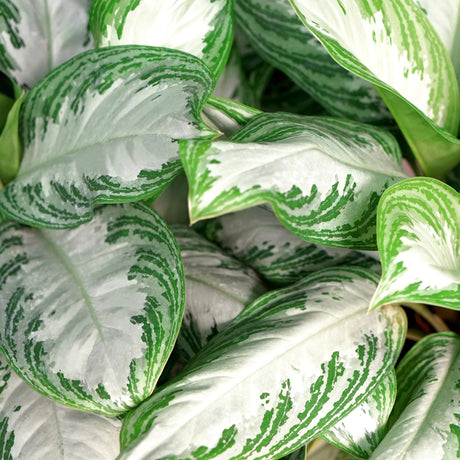 Livraison plante Aglaonema Silver Bay et panier H 70cm