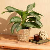 Livraison plante Aglaonema Silver Bay et panier H 70cm