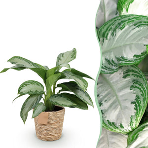 Livraison plante Aglaonema Silver Bay et panier H 70cm