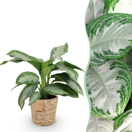 Livraison plante Aglaonema Silver Bay et panier H 70cm
