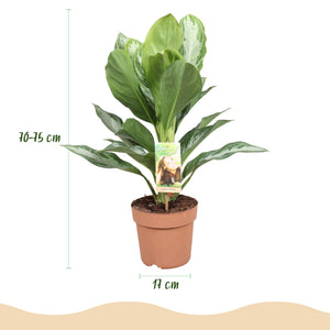 Livraison plante Aglaonema Silver Bay – Lot de 1