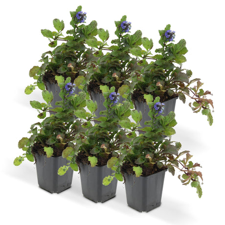 Livraison plante Ajuga reptans - Lot de 6