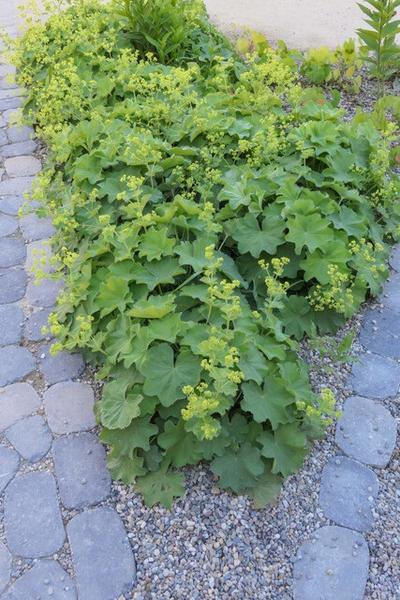 Livraison plante Alchémille commune