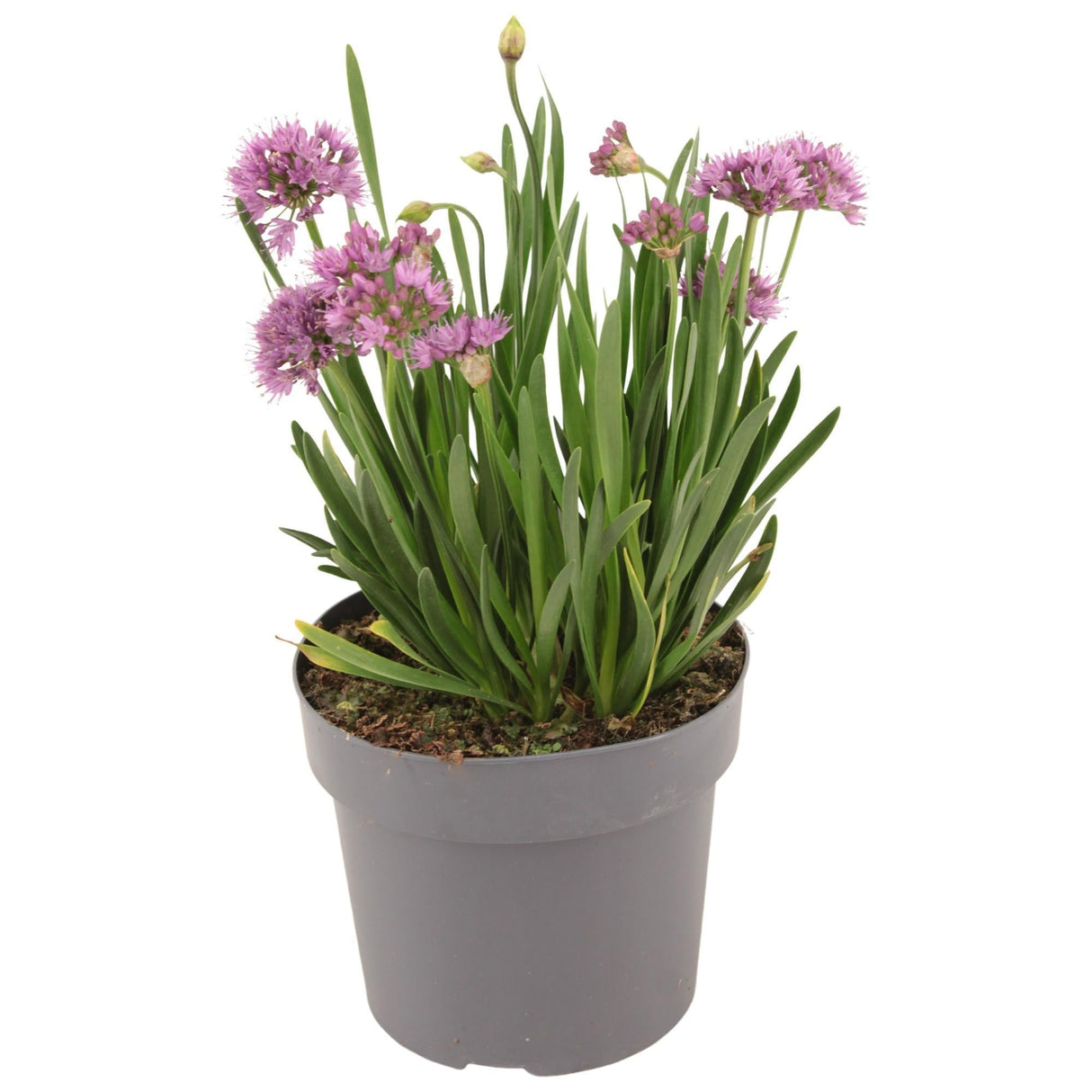 Livraison plante Allium 'Millenium'