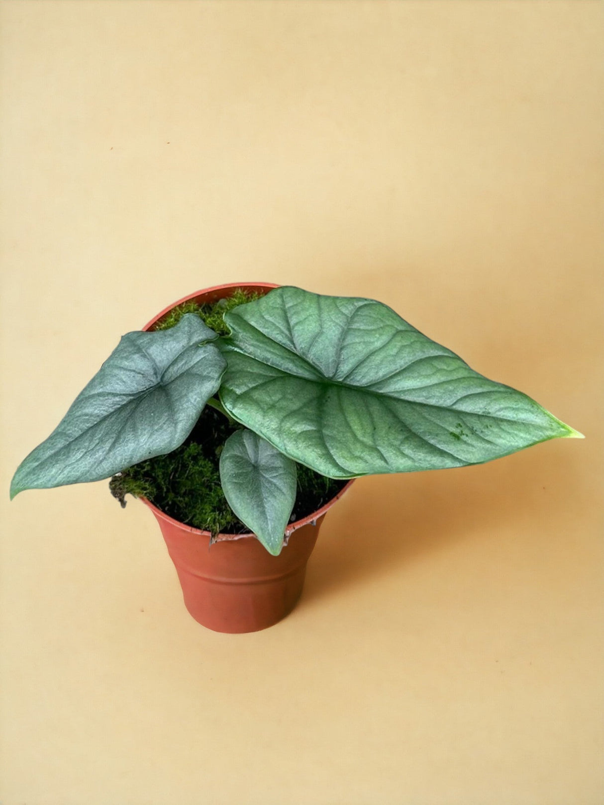 Livraison plante Alocasia Bisma Silver