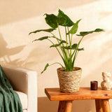 Livraison plante Alocasia Cucullata