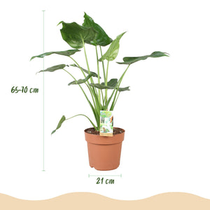 Livraison plante Alocasia Cucullata