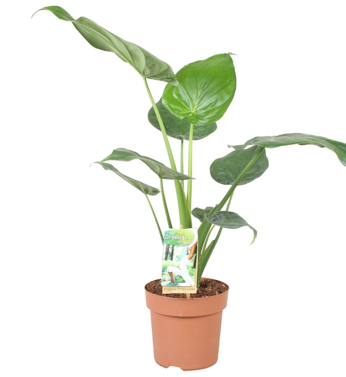 Livraison plante Alocasia Cucullata