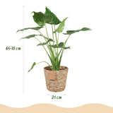 Livraison plante Alocasia Cucullata et panier H65 cm