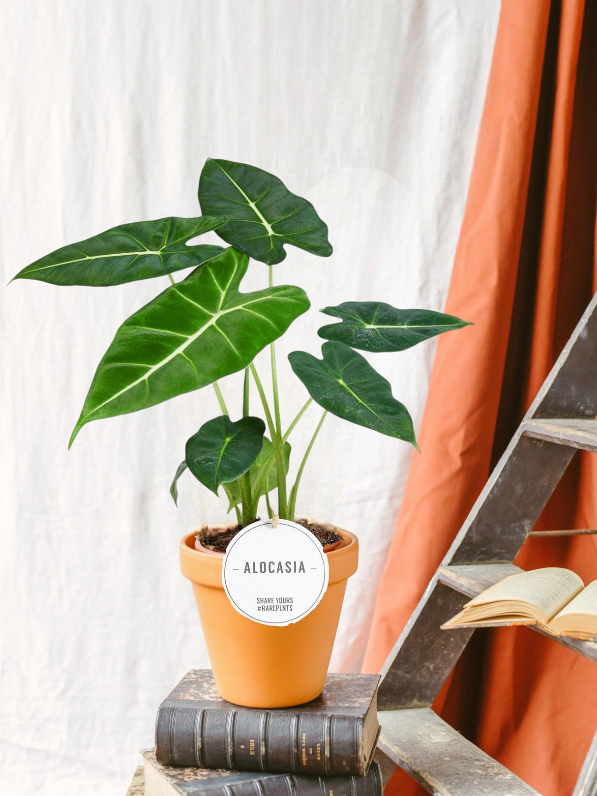 Livraison plante Alocasia Frydek