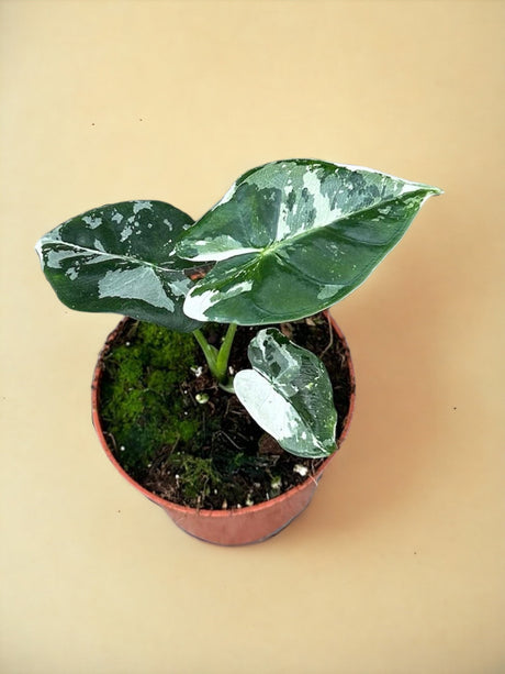 Livraison plante Alocasia Micholitziana Frydek