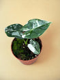 Livraison plante Alocasia Micholitziana Frydek