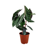 Livraison plante Alocasia Pink Dragon