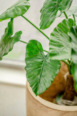 Livraison plante Alocasia - Plante verte artificielle