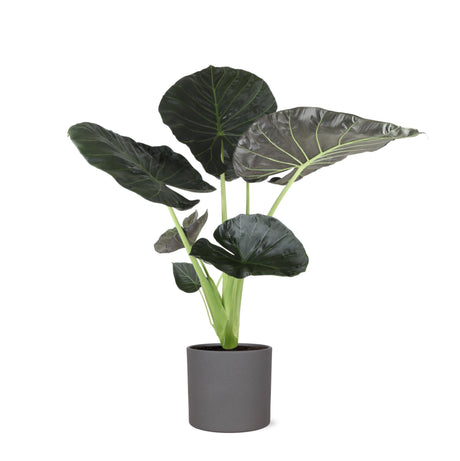 Livraison plante Alocasia Regal Shield et son pot