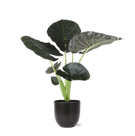 Livraison plante Alocasia Regal Shield et son pot