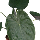 Livraison plante Alocasia Wentii - Olifantsoor - 70cm - Ø19