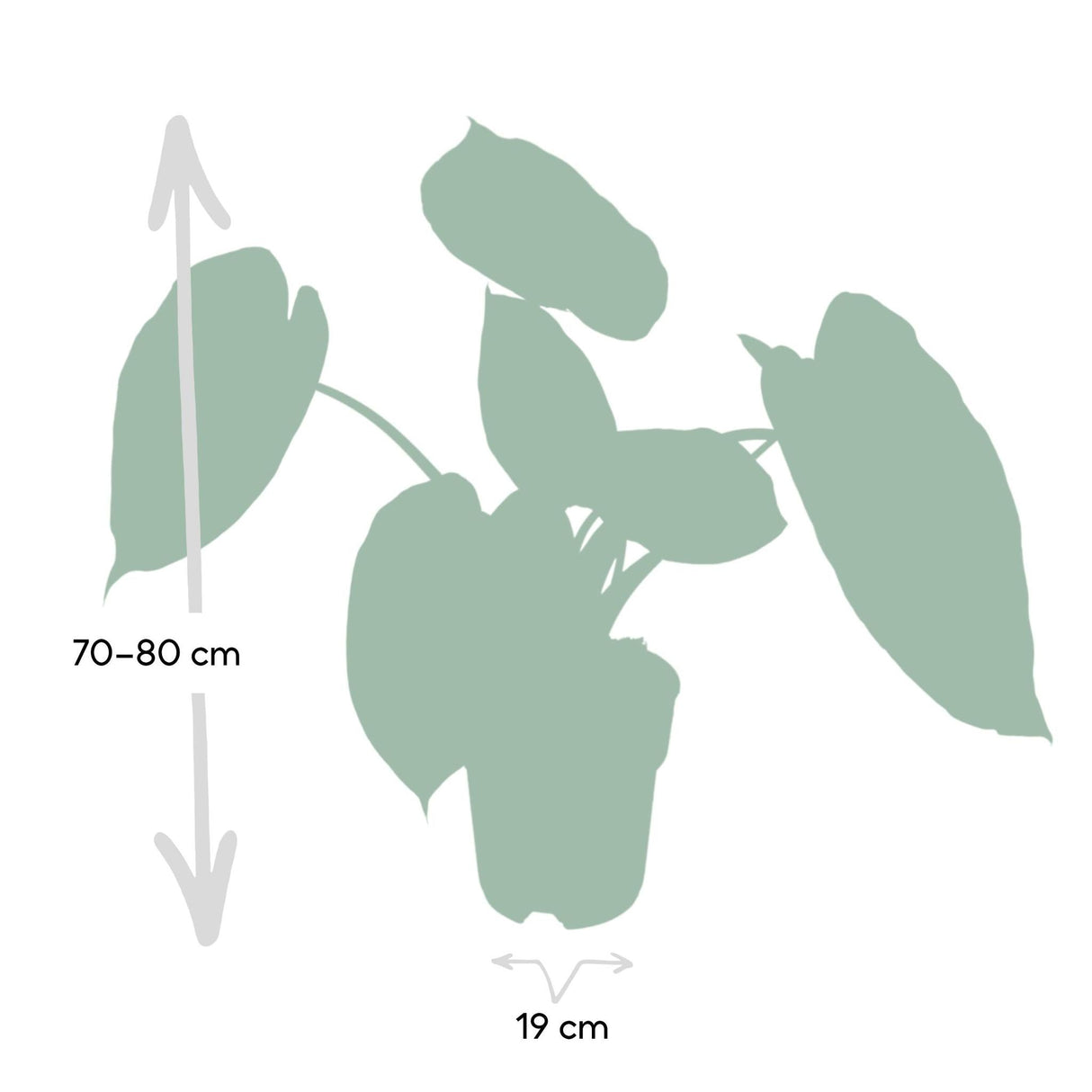 Livraison plante Alocasia Wentii - Olifantsoor - 70cm - Ø19