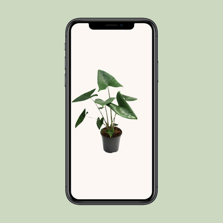 Livraison plante Alocasia Zebrina - Ø21cm - ↕80cm