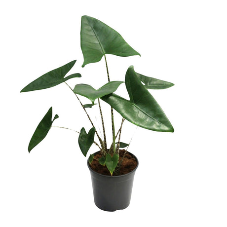 Livraison plante Alocasia Zebrina - Ø21cm - ↕80cm