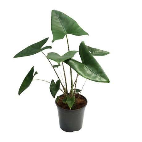 Livraison plante Alocasia Zebrina - Ø21cm - ↕80cm