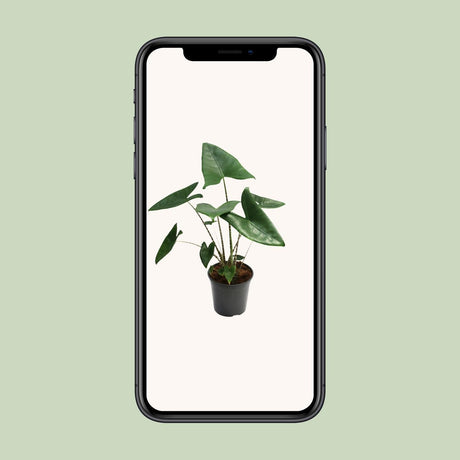 Livraison plante Alocasia Zebrina - Ø21cm - ↕80cm