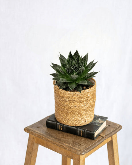Livraison plante Aloe Ami h15cm - succulente