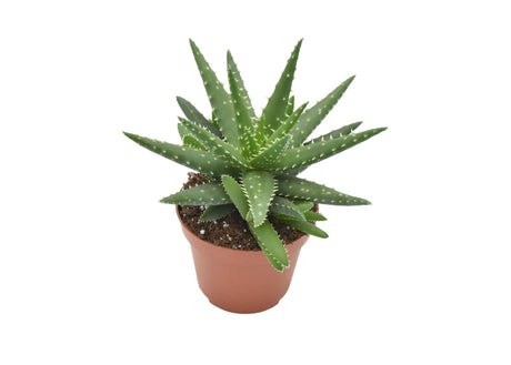 Livraison plante Aloe Kerio h15cm - 
